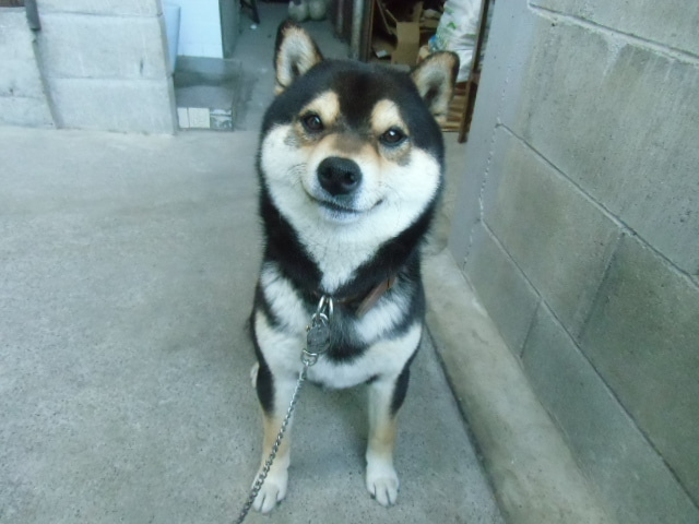 馬場自動車の愛犬